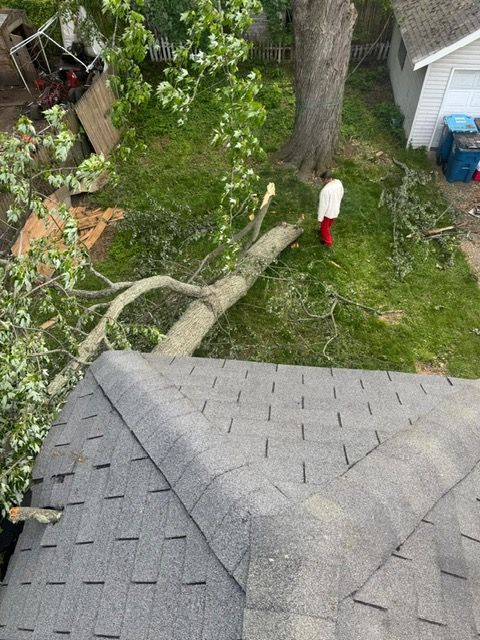 tree damage