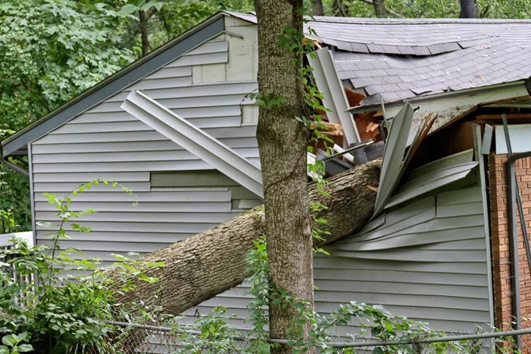 Insurance Tree Falling