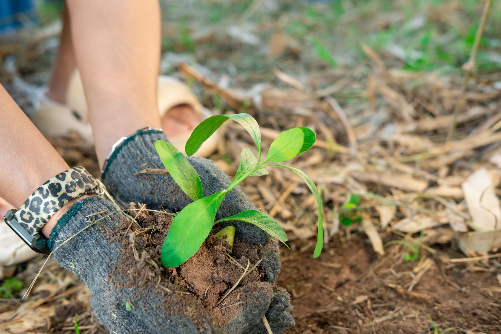 Replant After Stump Grinding