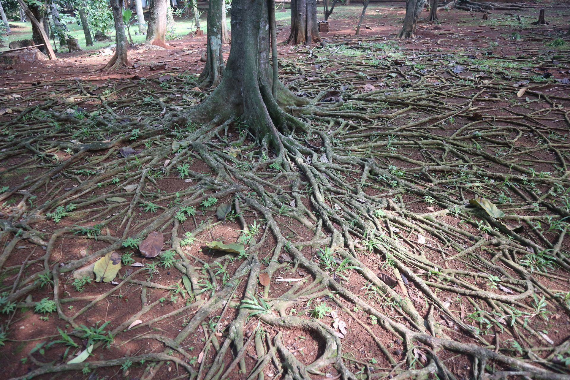 tree roots