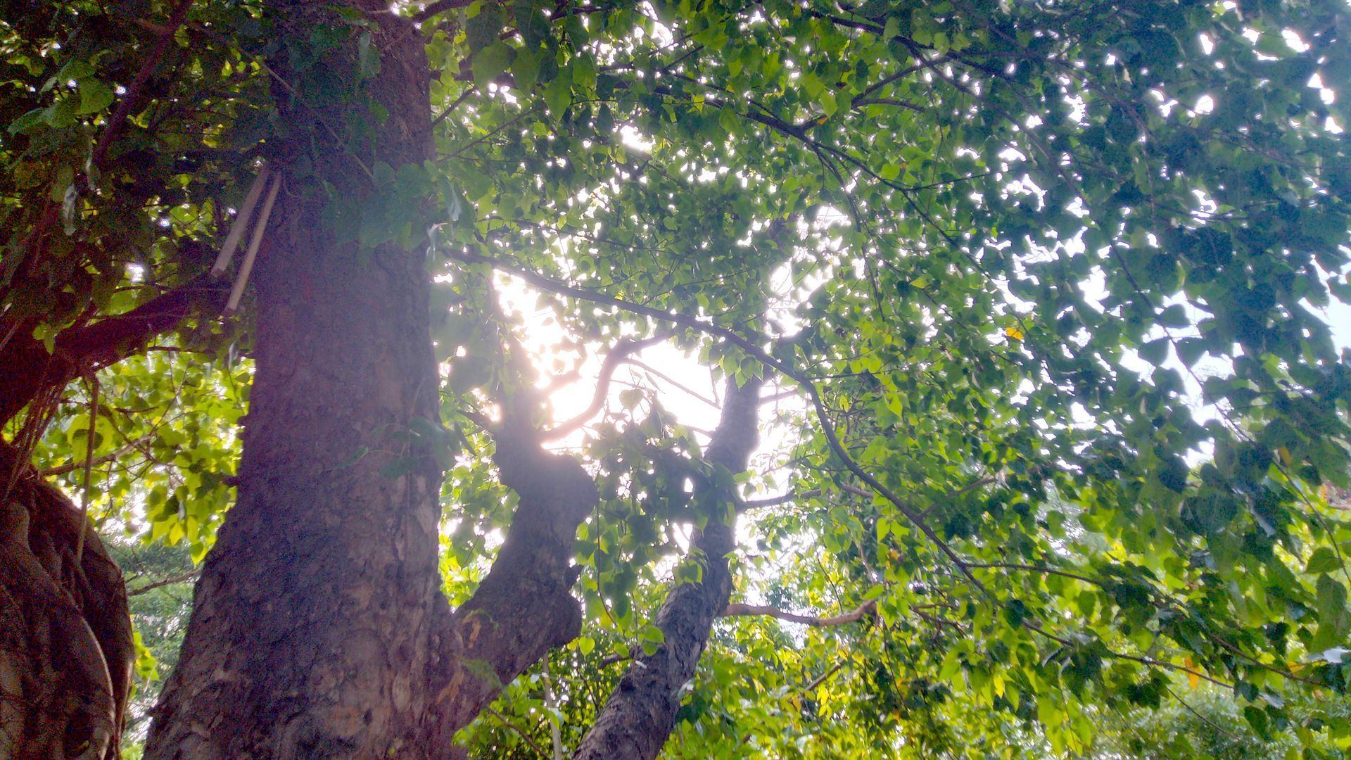Tree Trimming