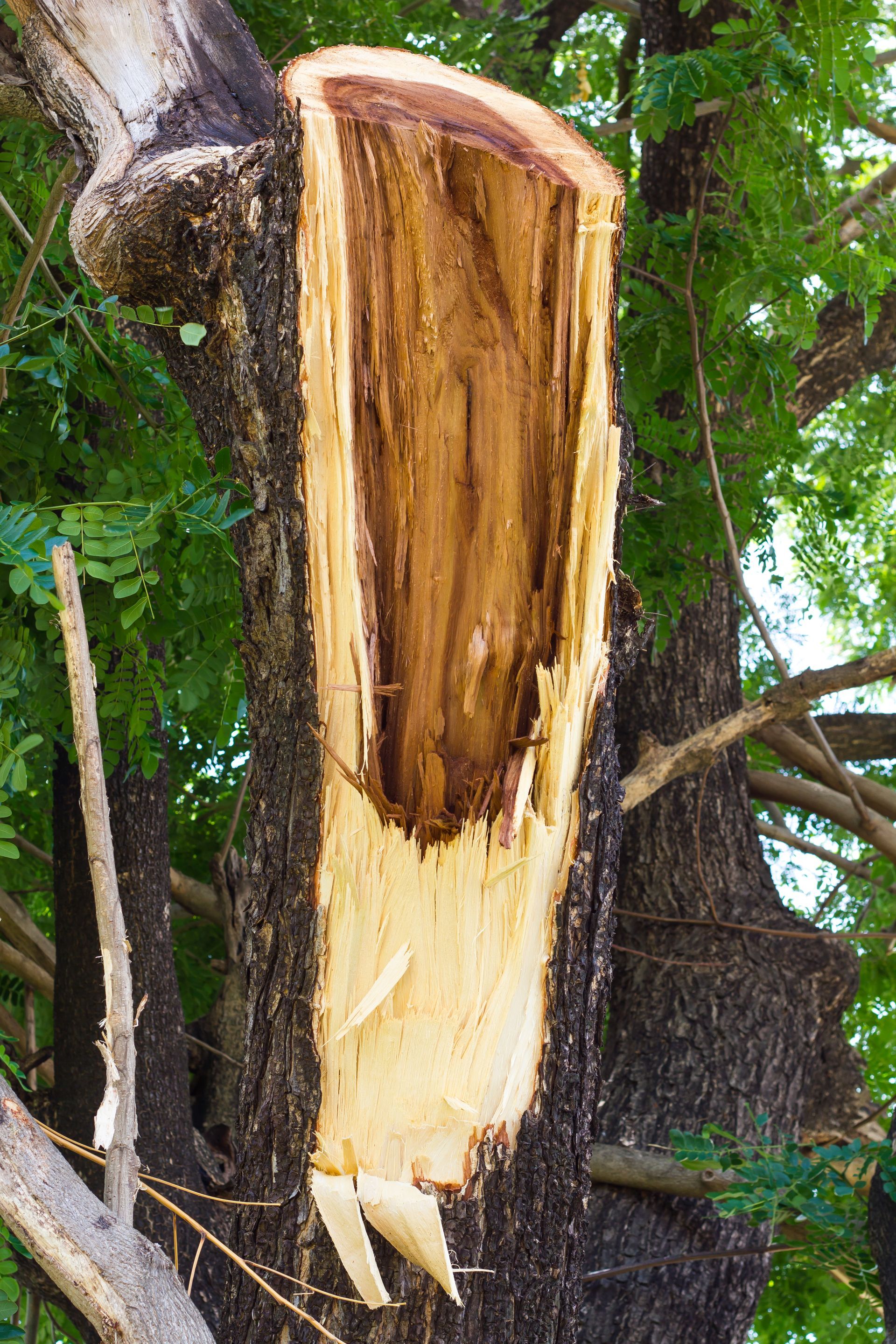 hazardous tree