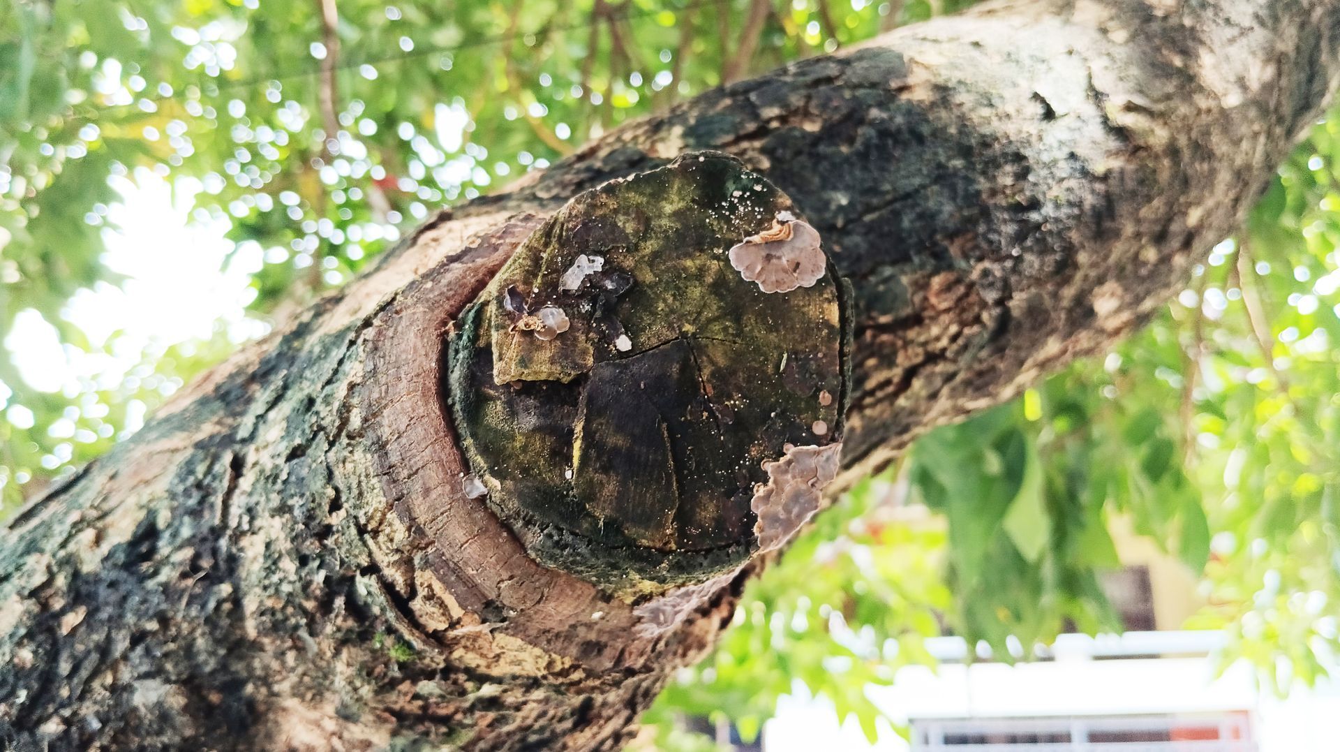 Types of Tree Roots in Avon, CT | Big A’s Avon Tree Service