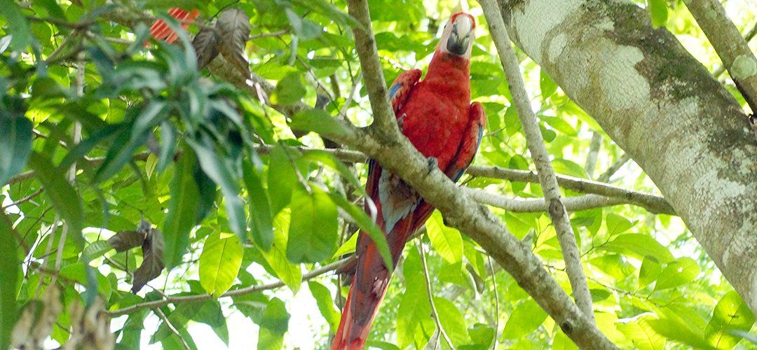 Exploring the Best Bird Watching Tours in Jamaica