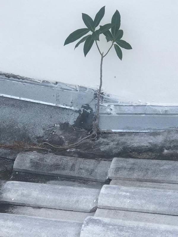 A small green sapling growing from the debris and concrete seam of a weathered grey tiled roof.