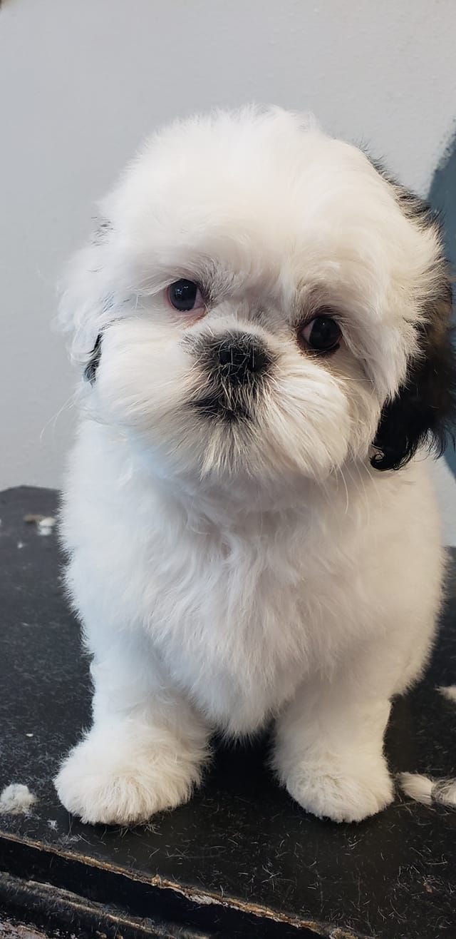 A small white dog with black markings looking at the viewer. It has fluffy fur and is standing on a dark surface.