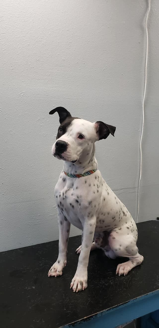 A dog with a black and white spotted coat sitting on a dark surface, with a light gray wall background.