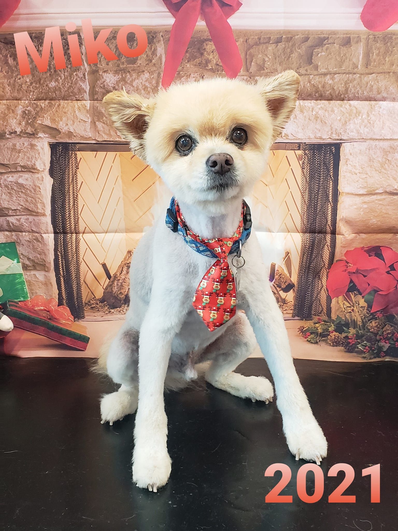 Dog with shaved body, festive tie, sitting in front of a fireplace with