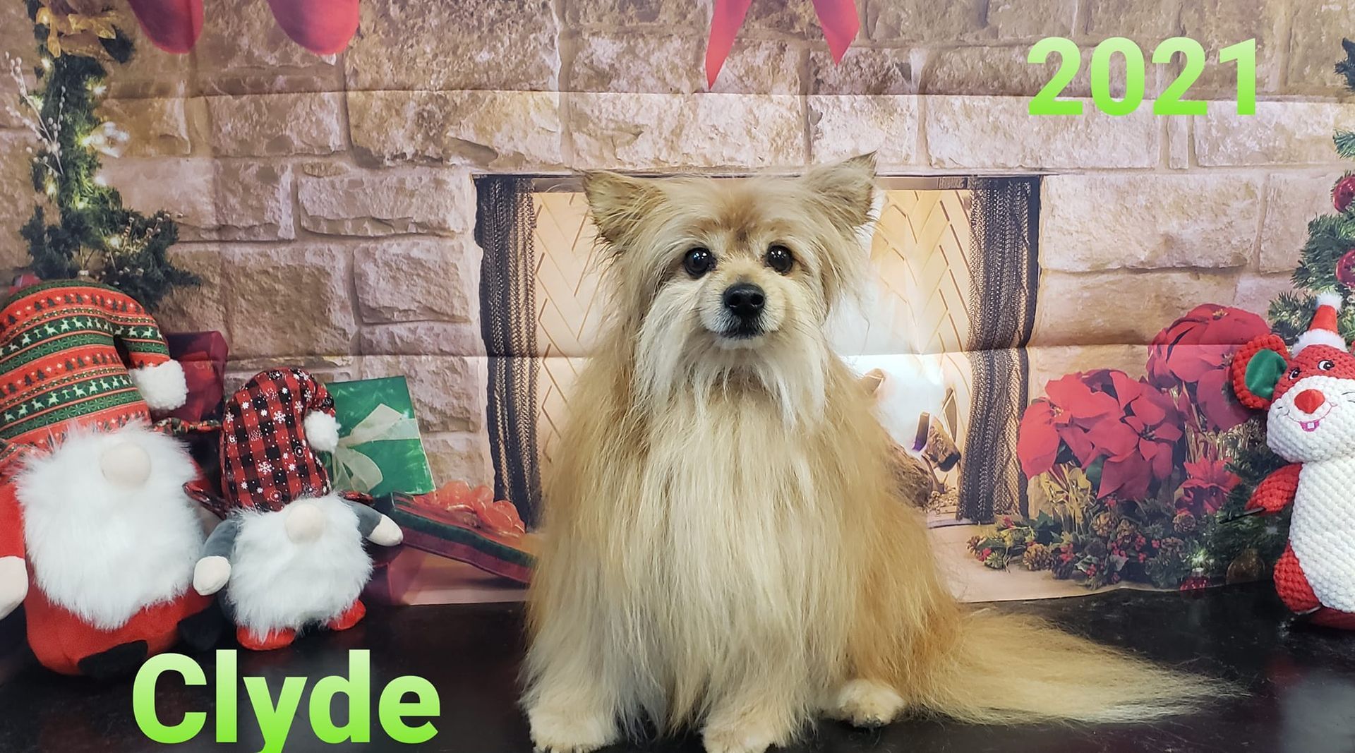 Clyde the dog sits in front of a Christmas fireplace, surrounded by decorations. Green text says