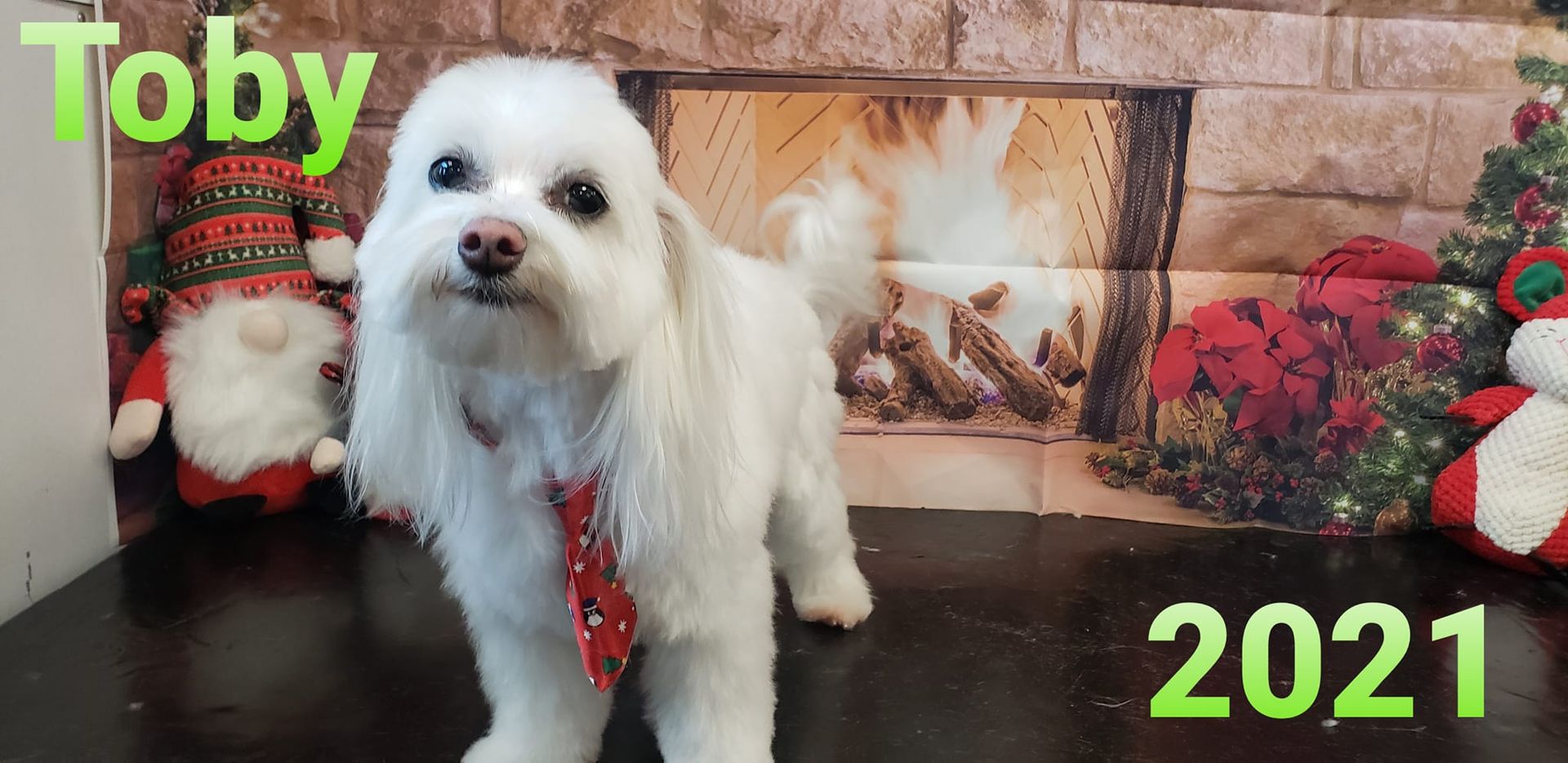 White dog wearing a red tie in front of a Christmas backdrop. Text reads “Toby 2021”.