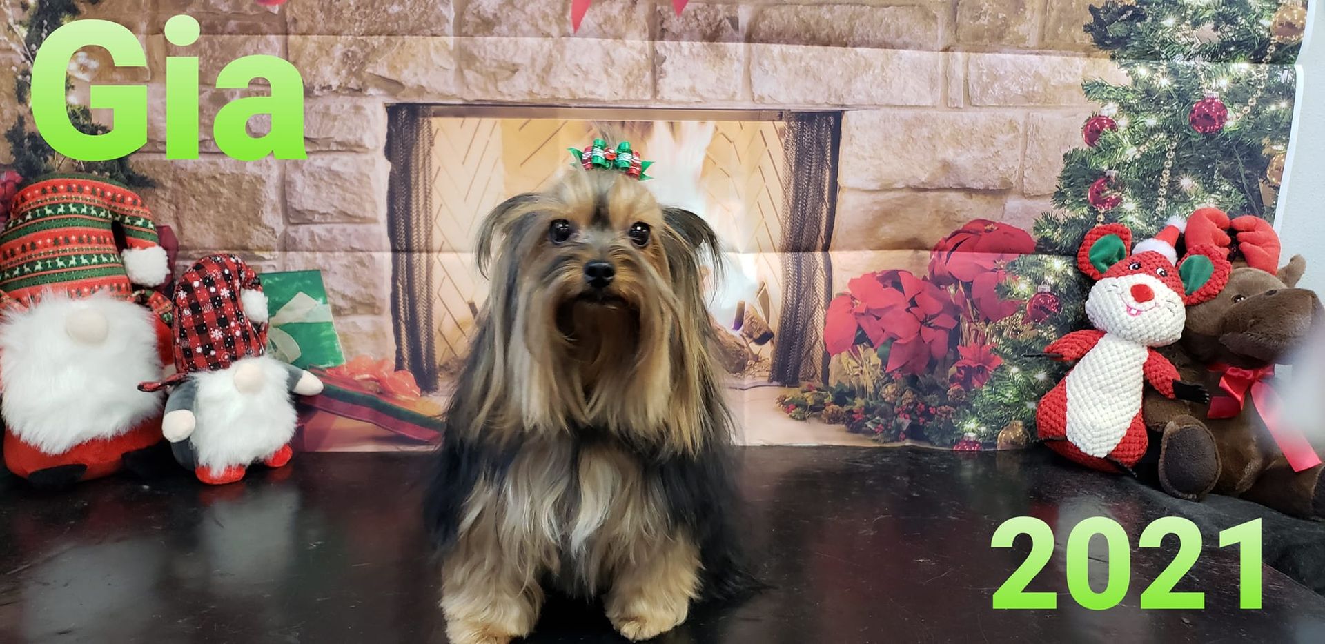 Yorkshire Terrier, “Gia”, posed in front of a Christmas backdrop in 2021.