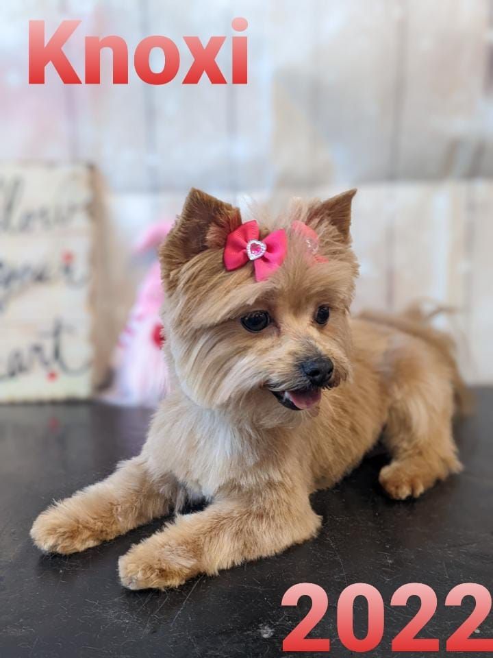 Yorkshire terrier dog named Knoxi with a pink bow, 2022.