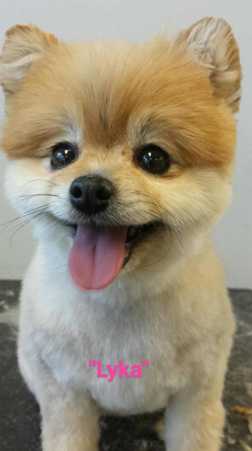 Smiling Pomeranian dog with tan and cream fur; tongue out.