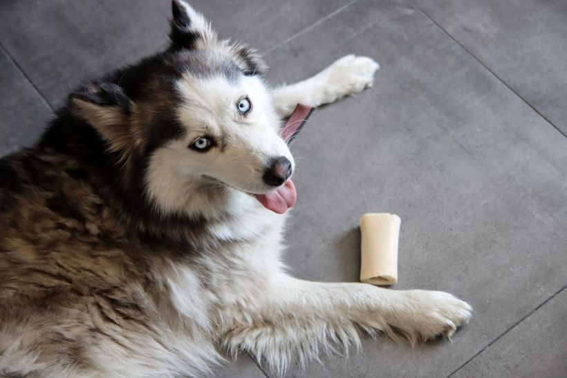 Husky with blue eyes lounges on a gray floor, tongue out, next to a bone-shaped treat.