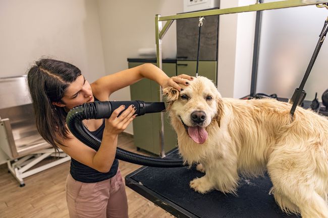 Woman drying a golden retriever dog's fur with a dryer in a grooming salon. The dog is smiling.