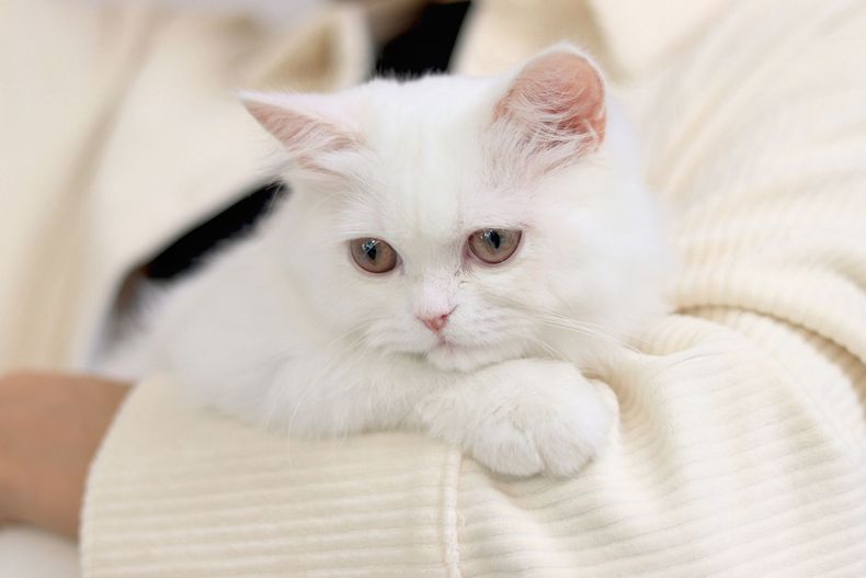 White fluffy cat resting in someone's arms, looking down with light brown eyes.