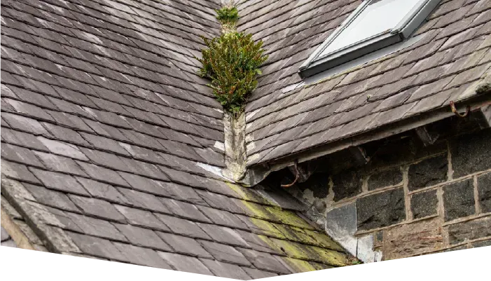 A roof with a skylight and a plant growing out of it.