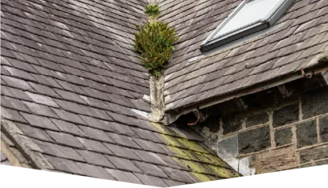 A roof with a skylight and a plant growing out of it.