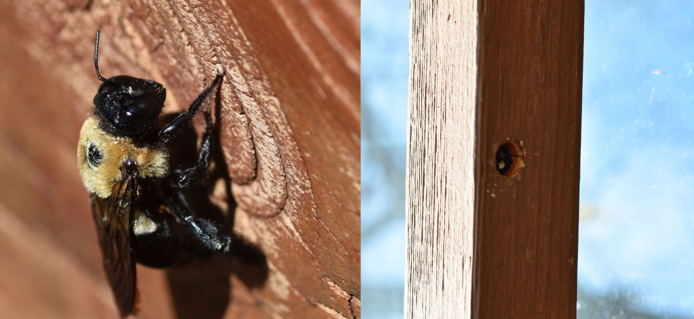 Carpenter bee damage to wood