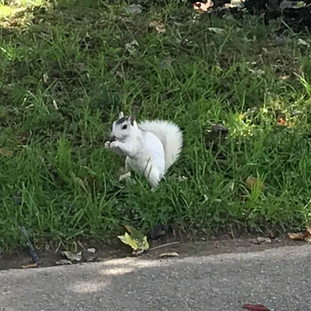 North Carolina white squirrel