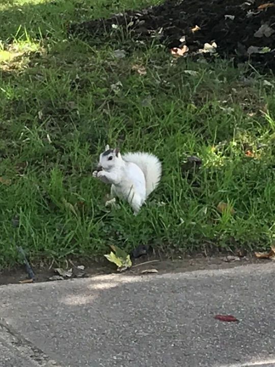 North Carolina white squirrel
