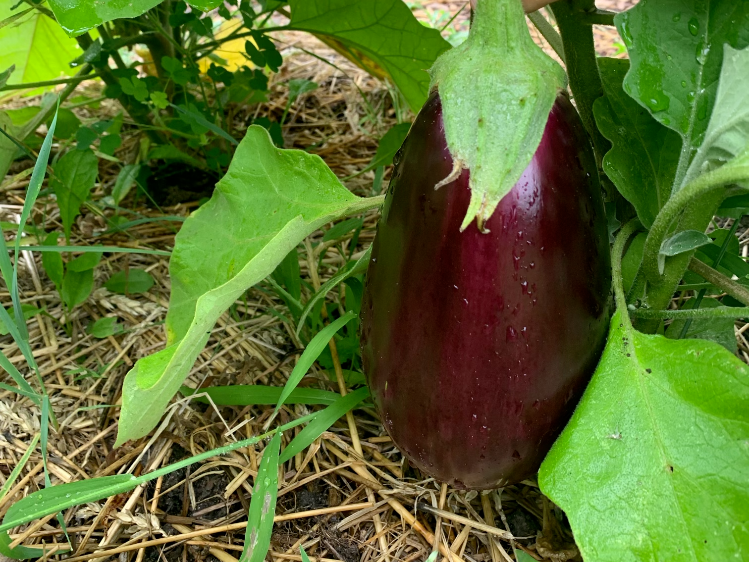 Picture of an eggplant growing in a garden