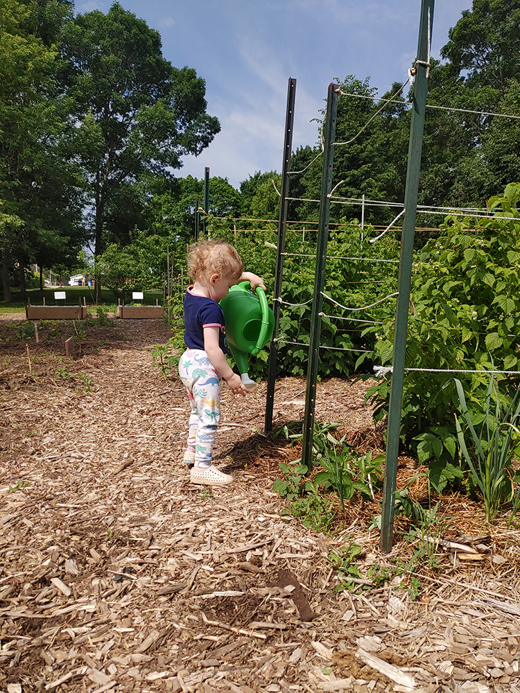 Picture of toddler watering raspberry plants in the community garden