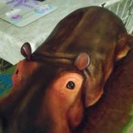 Two brown hippos touching heads, one nuzzling the other on a colorful floor mat.