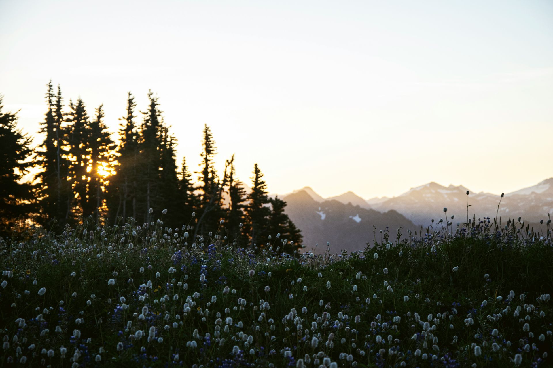 A field of flowers with mountains in the background
