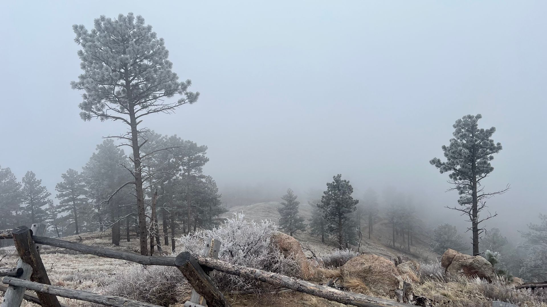 Frost-covered trees and a wooden fence on a foggy hillside
