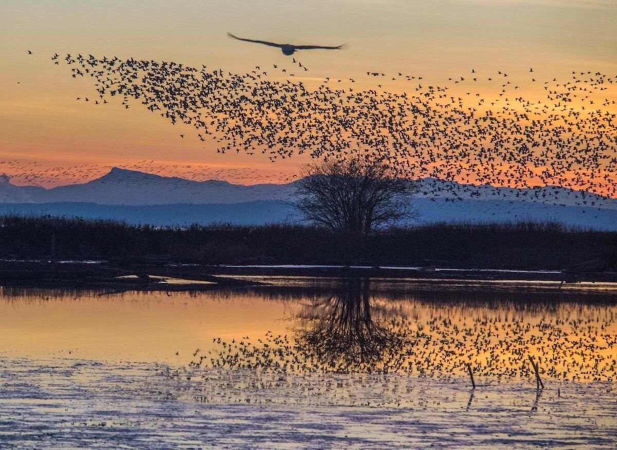 A sunset shot of a flock of birds taking off.