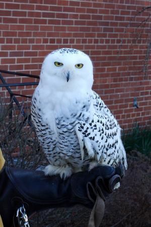 Snowy Owl Ella 4379