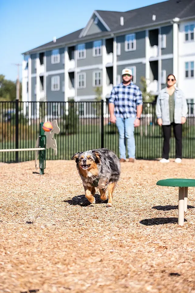 Dog running toward the camera in a dog park; two people watch in the background.