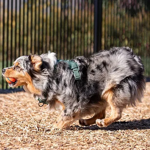 A blue merle Australian Shepherd runs on wood chips, holding an orange ball in its mouth.