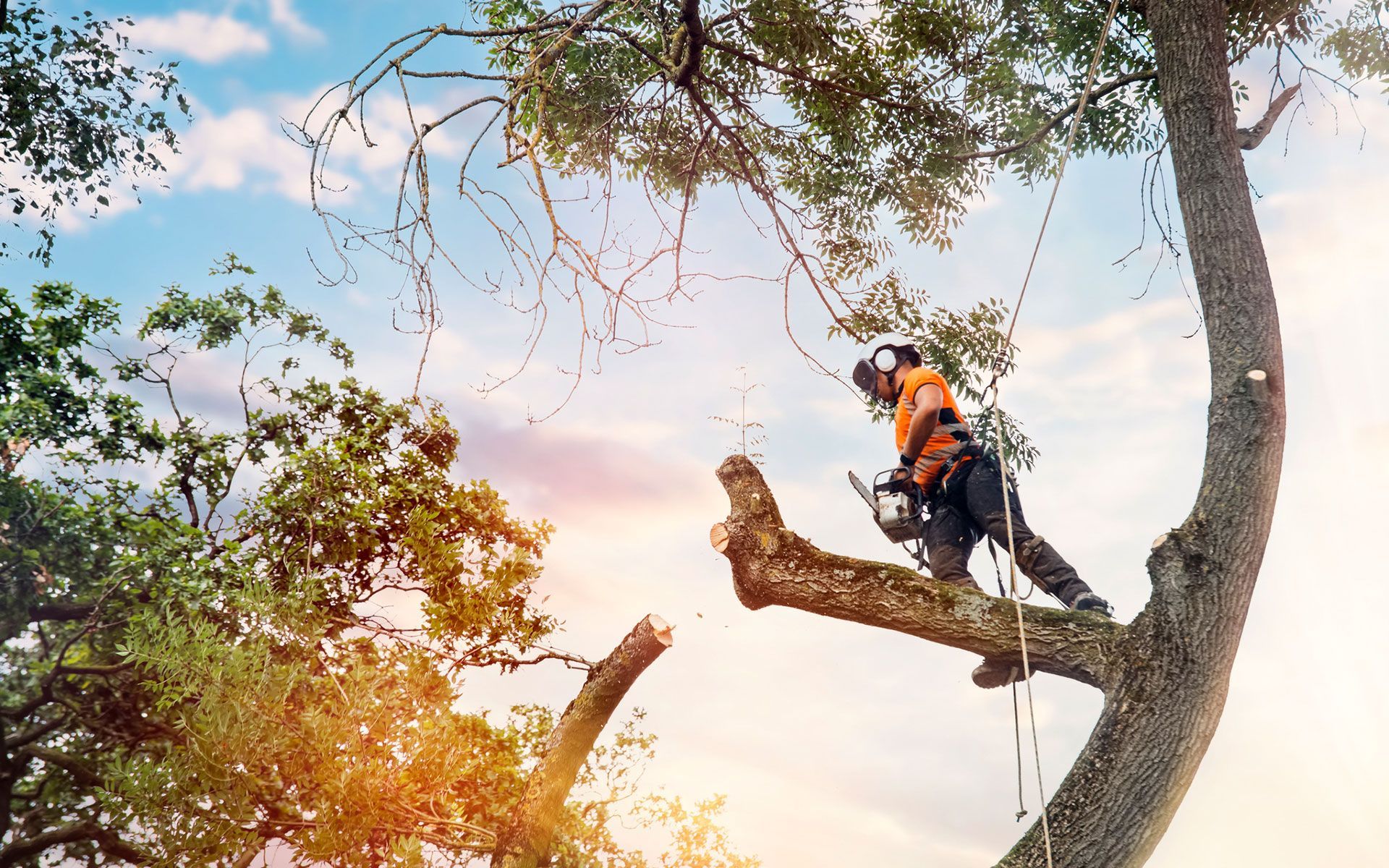 A man is cutting a tree branch with a chainsaw.
