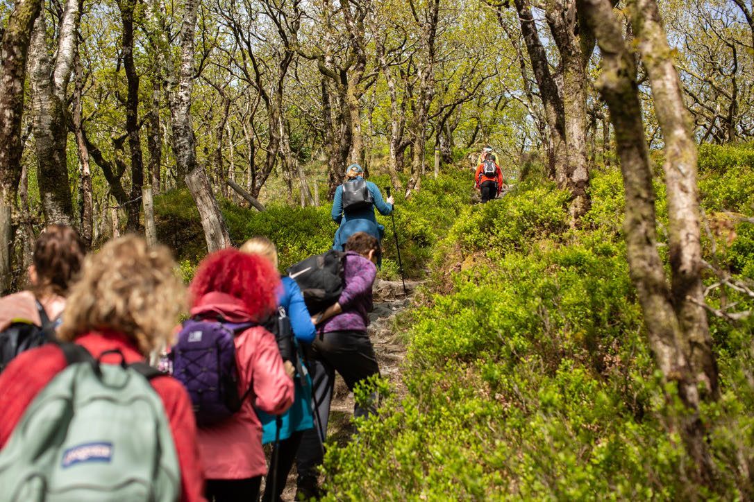 Ponies  on  Yoga Retreat