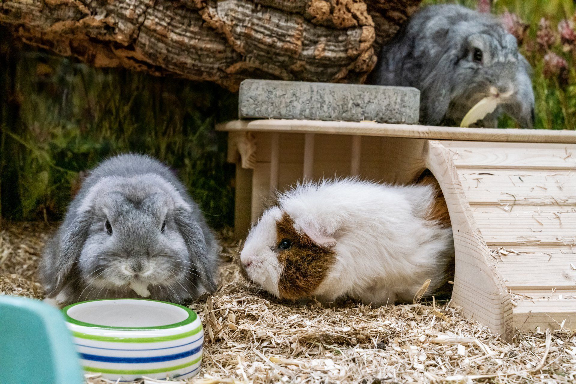 Qualipet - Collombey