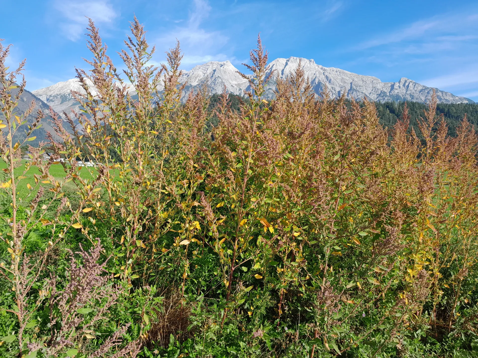 Die KräuterSchnecke - Wildkräuter in der Küche