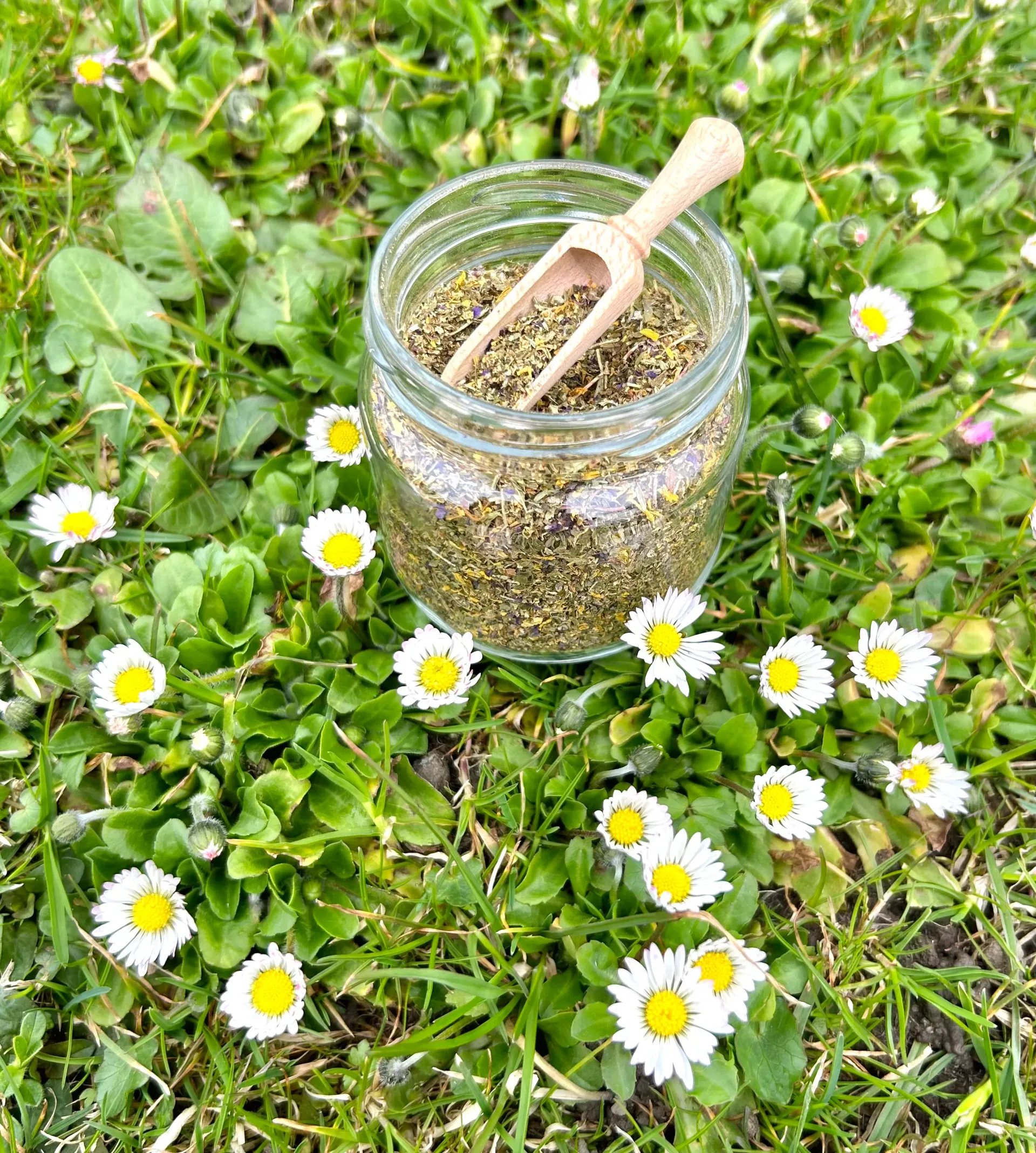 Die KräuterSchnecke - Kräuter entdecken