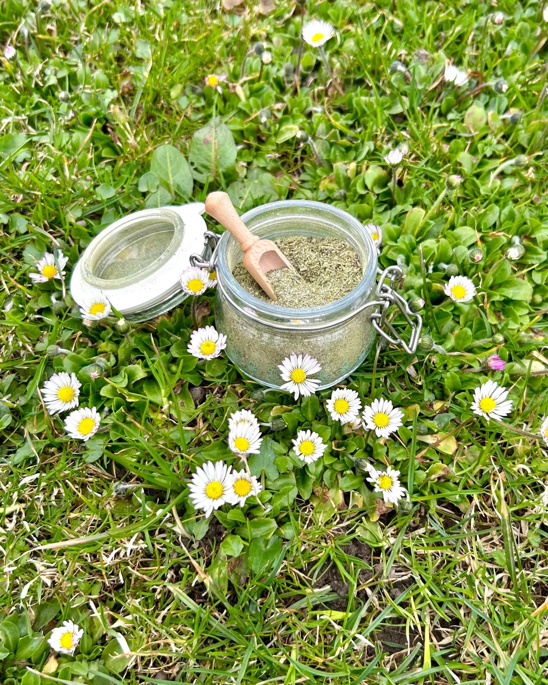 Butterbrotblüten im Glas auf der Gänseblümchenwiese
