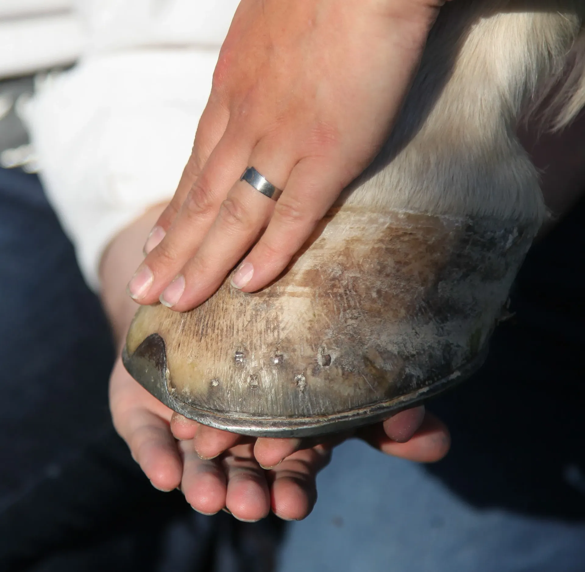 KräuterSchnecke - Workshops