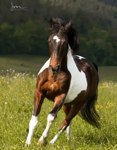Ein braun-weißes Pferd galoppiert über eine Wiese.