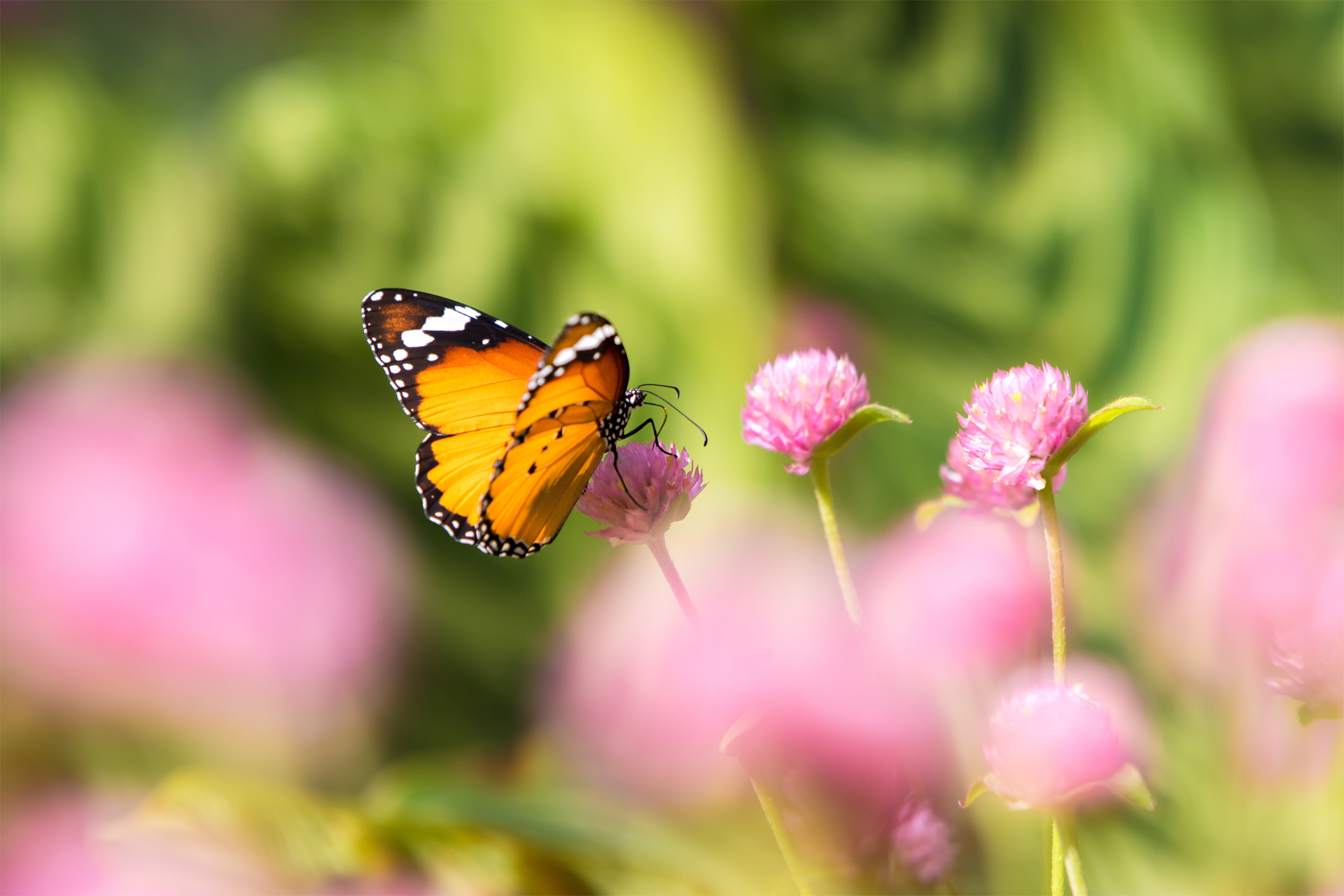 A butterfly is flying over a pink flower.