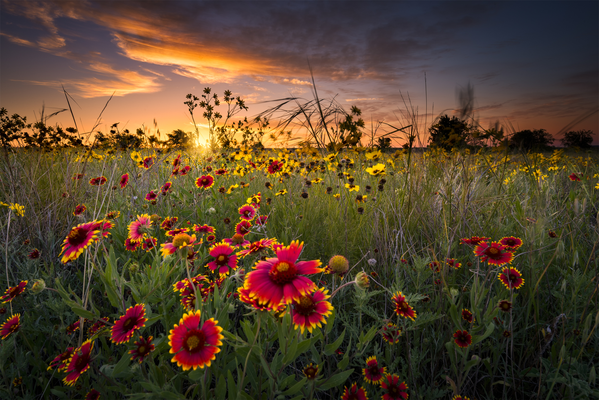 A field of red and yellow flowers with a sunset in the background.