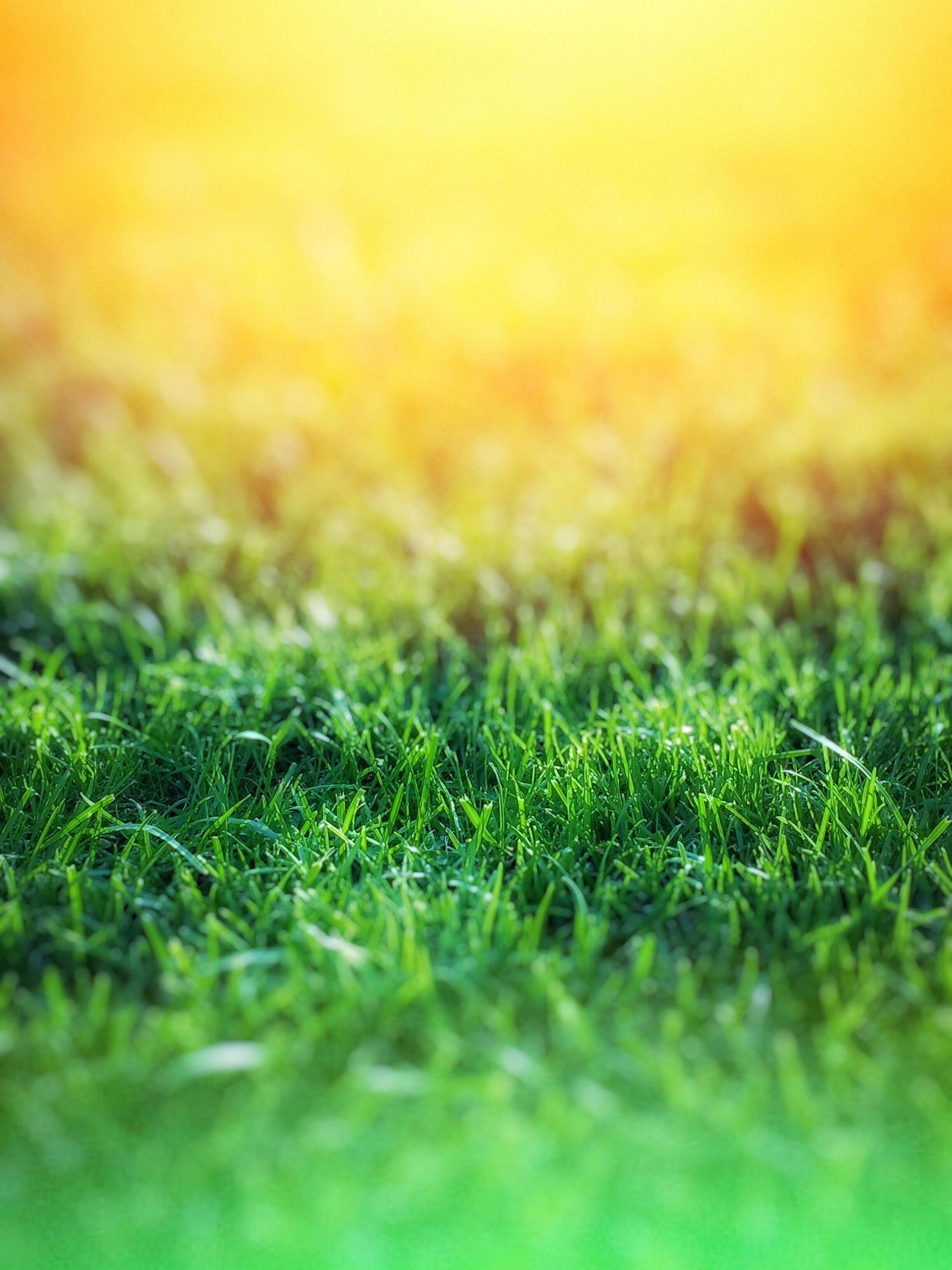 A close up of a field of green grass with the sun shining through it.