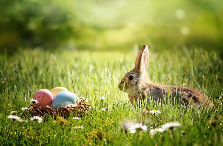 PHOTO LAPIN & OEUFS DE PAQUES