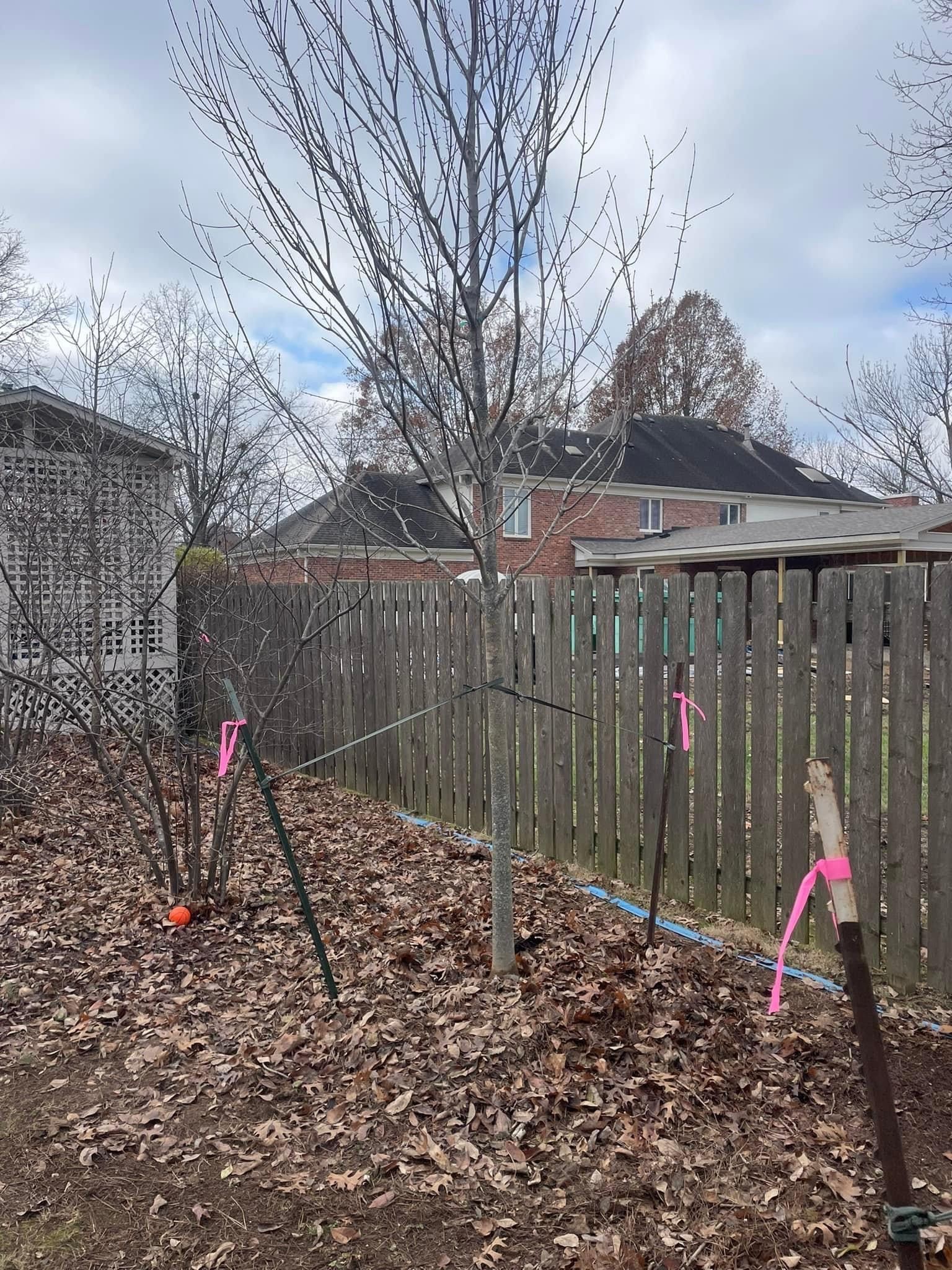 Tree Preservation | Louisville, KY | The Blankenship Tree Service