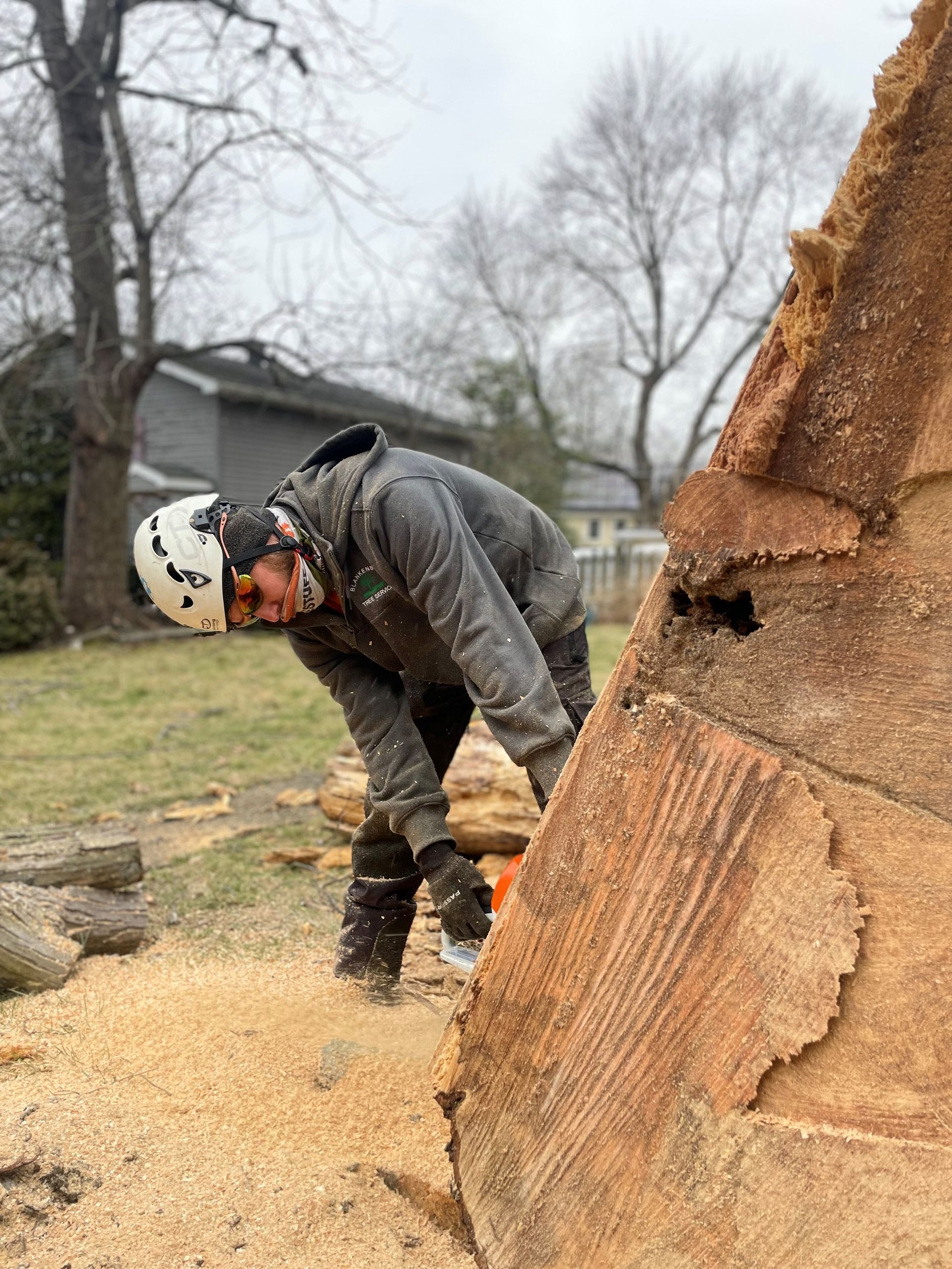 Stump Grinding | Louisville, KY | The Blankenship Tree Service