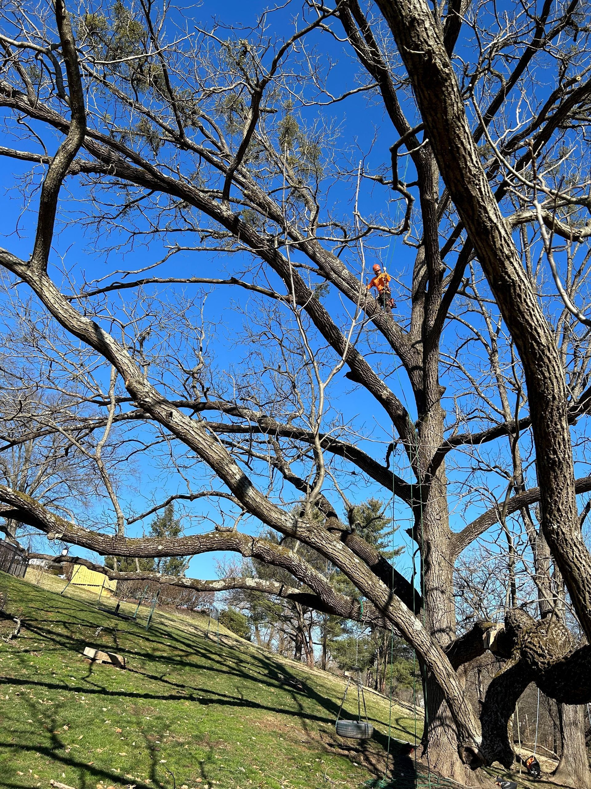 Tree Climbing | Louisville, KY | The Blankenship Tree Service