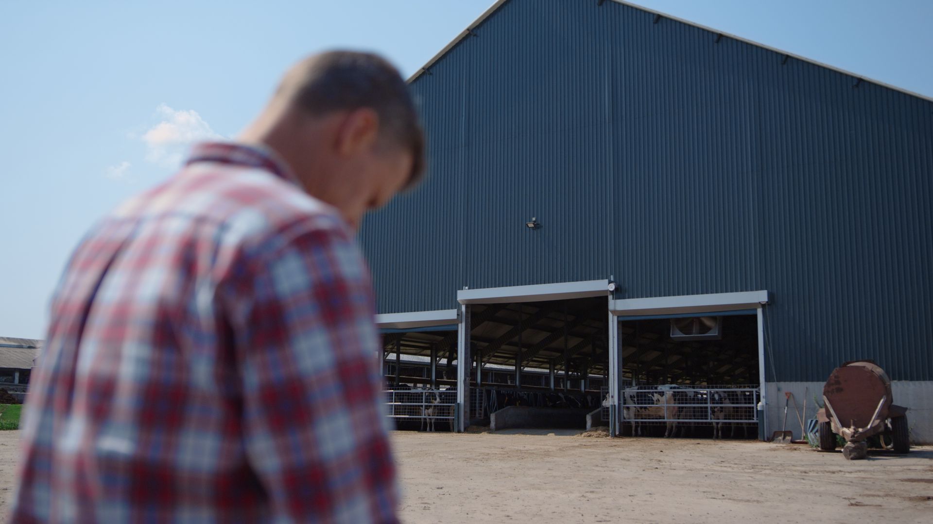 Farmer in plaid shirt looking down in front of a blue barn with cows visible inside.
